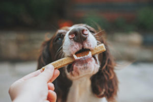 Hund beim Essen eines Nahrungsergänzungsmittel
