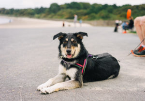 Hund am Strand mit Schleppleine