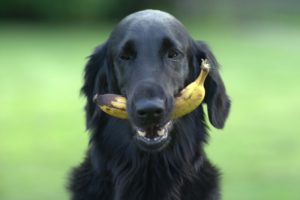 Ein Hund hat eine Banane im Maul