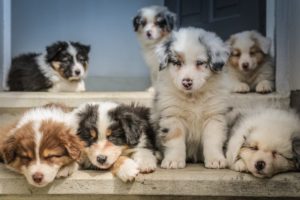 DNA-Test für Hunde