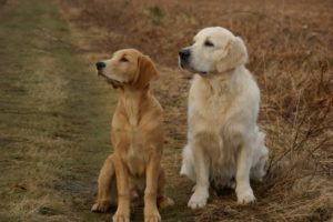 Zwei Hunde, die das Kommando "Bleib" ausführen