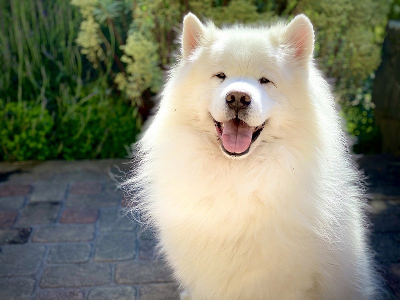 Weiße Hunderassen: Die beliebtesten Rassen mit weißem Fell