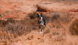 Australische Hunderassen im Outback