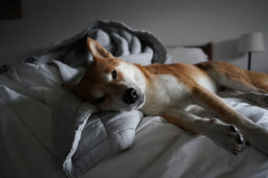 Ein Shiba Inu, der auf einem Bett liegt