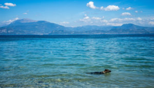 Hund schwimmt durch den Gardasee.