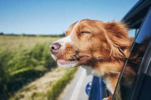 Ein Hund fährt nit einem Auto in Urlaub.