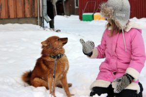 Finnspitze sind Familienhunde