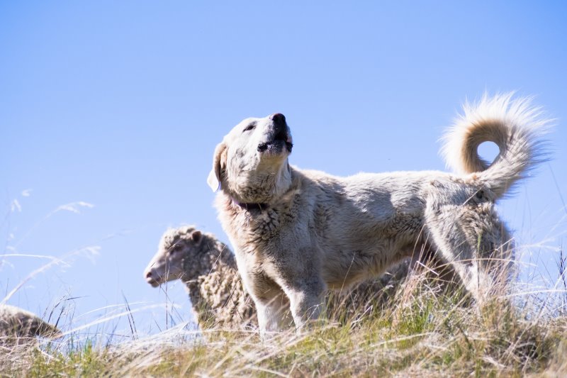 Akbash Hundeporträt Charakter Haltung und Pflege