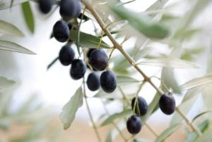 Naturbelassene Oliven