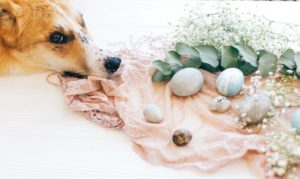 entspannter Hund neben Eiern