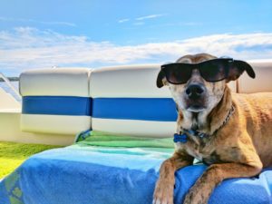 Hund im Sommer mit Sonnenbrille auf einer KÃ¼hlmatte