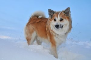 Islandhund im Schnee