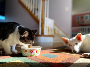 Katze trinkt Katzenmilch mit Hund im Hintergrund