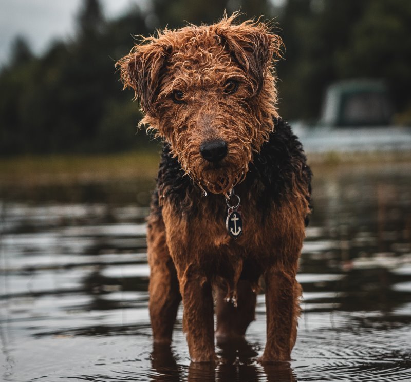 Ein braun schwarzer Lakeland Terrier im Wasser
