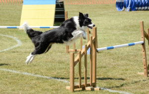 Das Bild zeigt einen Hund auf einen Agility Parcours. Der schwarz-weiße Hund springt gerade über ein Hindernis.
