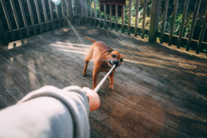 Hund zerrt an Seil-Hundespielzeug