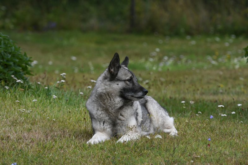 norwegischer elchhund grau