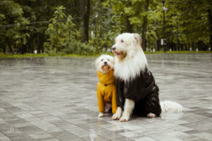 Zwei Hunde in Regenmänteln
