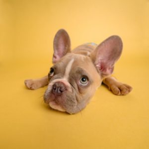 Hunde-Ohrenreiniger im Test