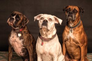 drei aufmerksame Hunde gucken in die Kamera