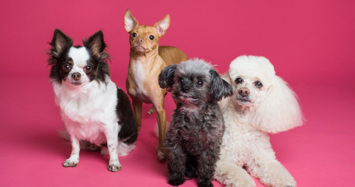Vier Hunde vor einem pinken Hintergrund