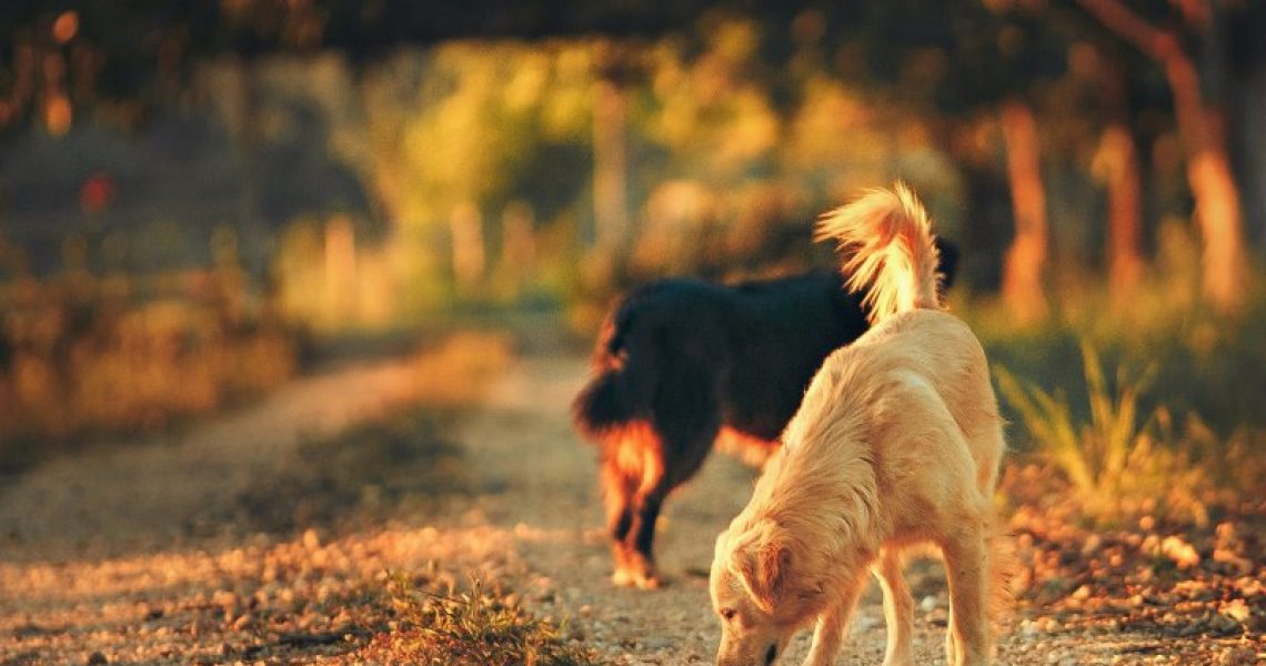 Anti-Giftköder-Training Hund auf Waldweg