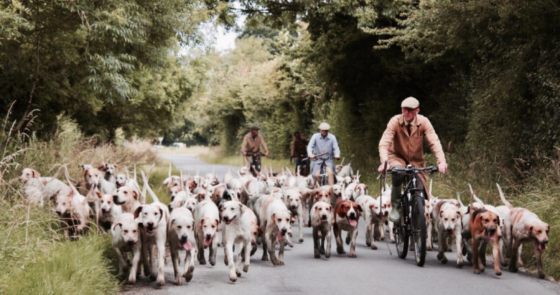 Gruppe Hunde und Radfahrer beim Spazierengehen