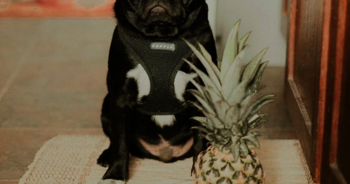 Ein Hund sitzt vor einer Ananas