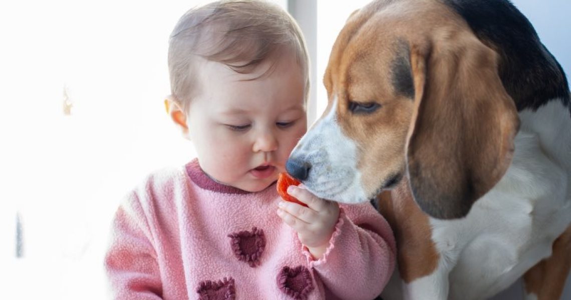 Kind füttert Tomate an Hund