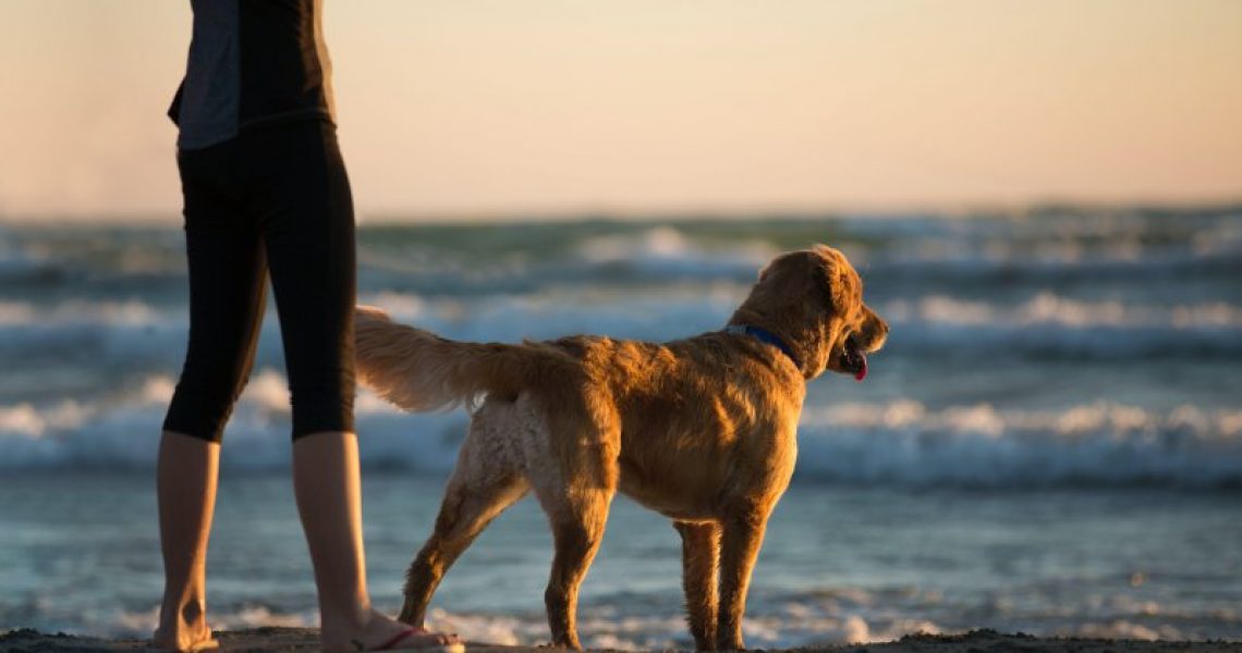 Ferienwohnung mit Hund Ratgeber