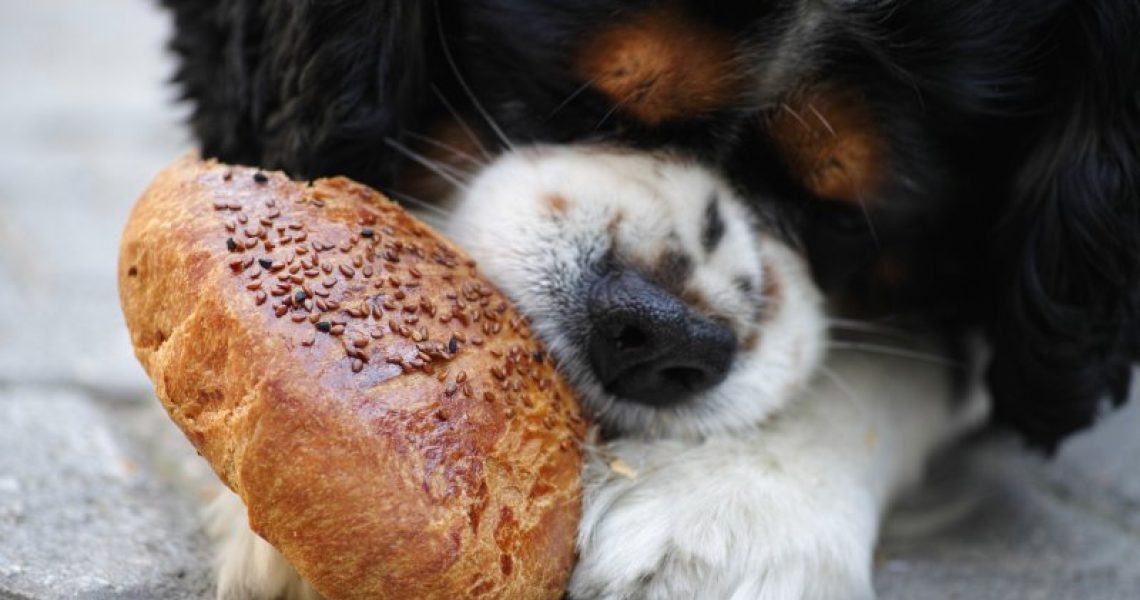 Hund isst Brot