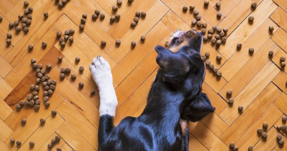 Ein Hund frisst Trockenfutter auf dem Boden.