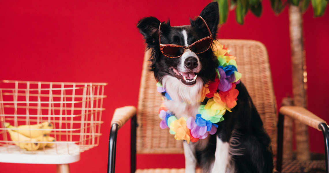 Ein Hund in einem süßen Sommer-Outfit.