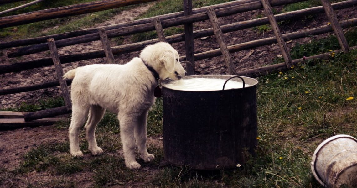 Für den Hund einen kleinen Schluck von der frischen Milch