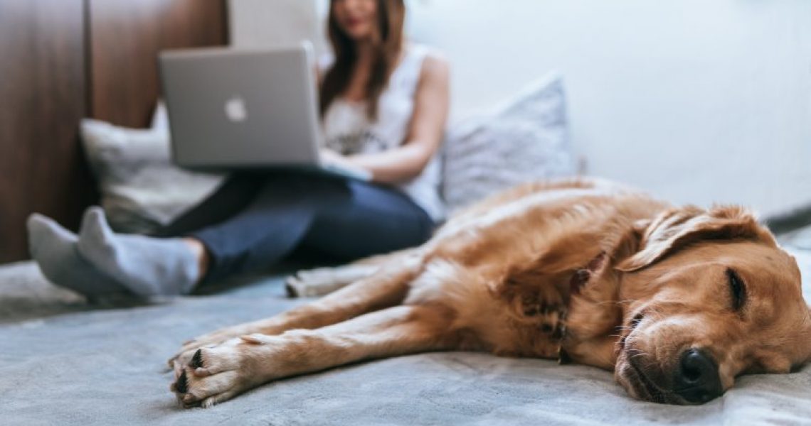 Im Vordergrund schläft ein Hund, während eine frau im Hintergrund am Laptop arbeitet.