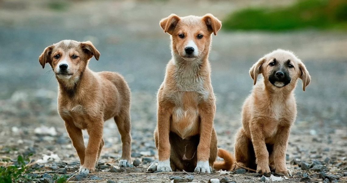 Drei Hunde mit unterschiedlicher Körpersprache
